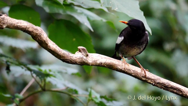 Gray-winged Blackbird - ML201484451