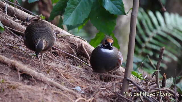 Hill Partridge - ML201484461