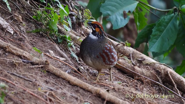 Hill Partridge - ML201484471