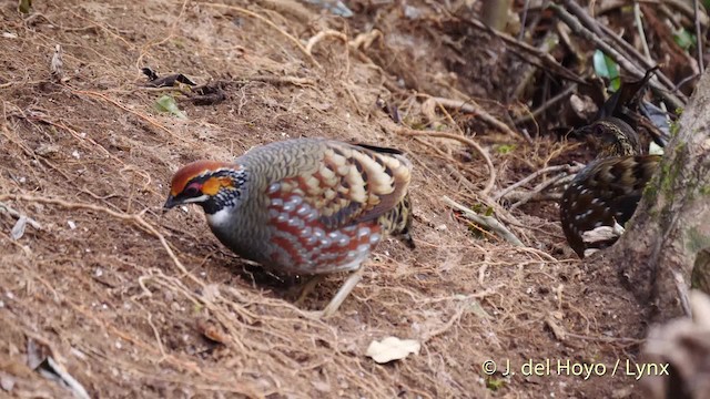 Hill Partridge - ML201484481