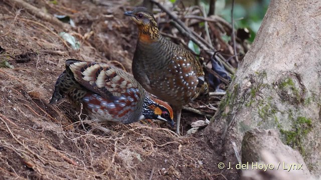 Hill Partridge - ML201484491