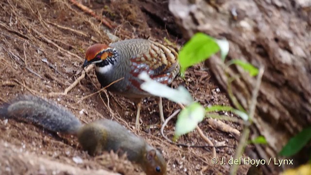 Hill Partridge - ML201484501