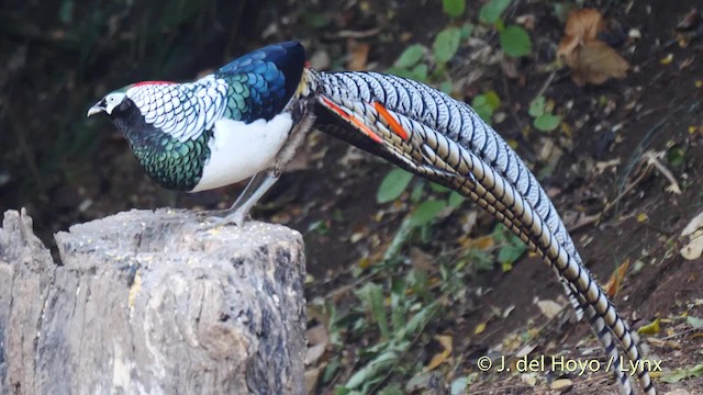 Lady Amherst's Pheasant - ML201484521