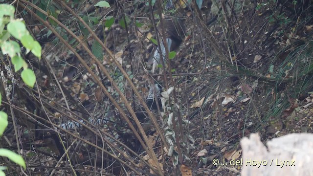 Lady Amherst's Pheasant - ML201484531