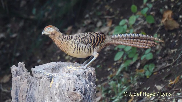 Lady Amherst's Pheasant - ML201484541