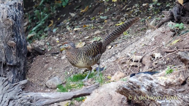 Lady Amherst's Pheasant - ML201484551