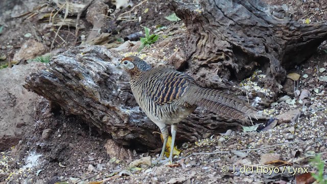 Lady Amherst's Pheasant - ML201484561