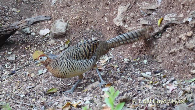 Lady Amherst's Pheasant - ML201484571