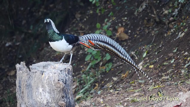 Lady Amherst's Pheasant - ML201484581