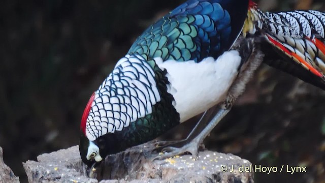 Lady Amherst's Pheasant - ML201484591