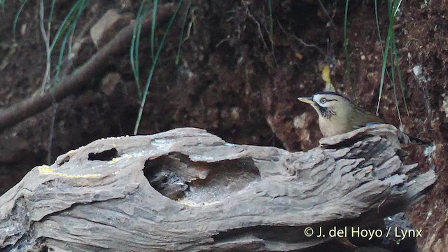 Moustached Laughingthrush (Western) - ML201484601