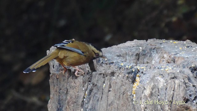 Garrulaxe cendré (cineracea/strenua) - ML201484631