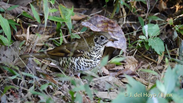 Long-tailed Thrush - ML201484641