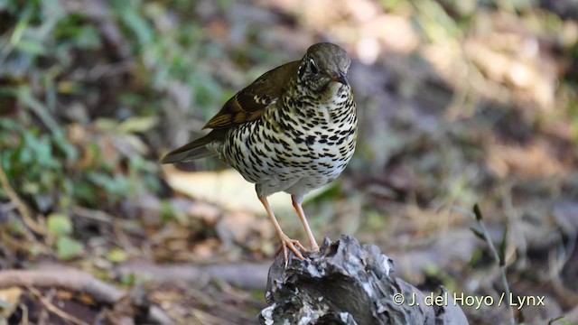 Long-tailed Thrush - ML201484651