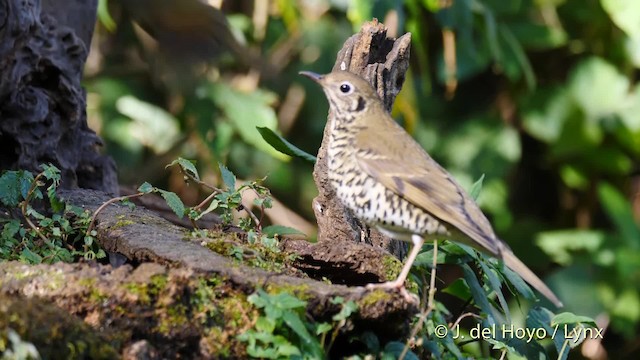 Long-tailed Thrush - ML201484661