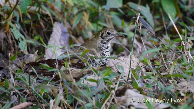 Long-tailed Thrush - ML201484671