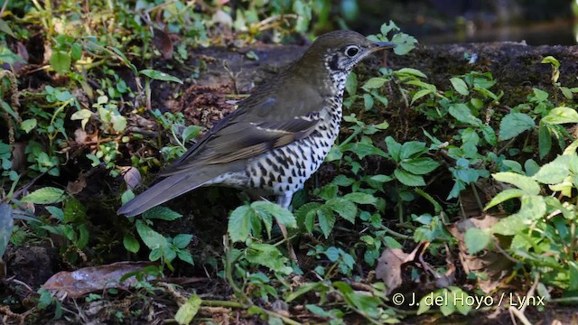 Long-tailed Thrush - ML201484681