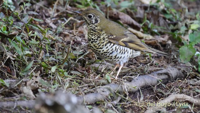 Long-tailed Thrush - ML201484691