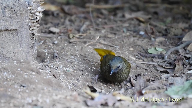 Scaly Laughingthrush - ML201484721