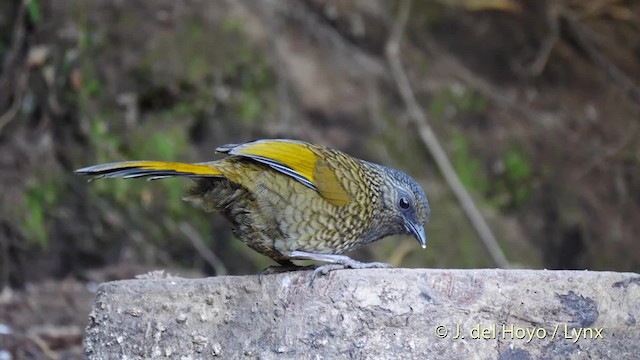 Scaly Laughingthrush - ML201484731