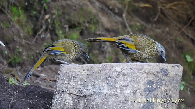 Scaly Laughingthrush - ML201484741