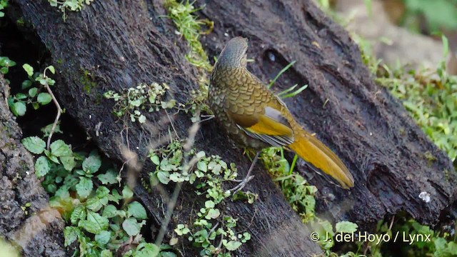 Scaly Laughingthrush - ML201484751