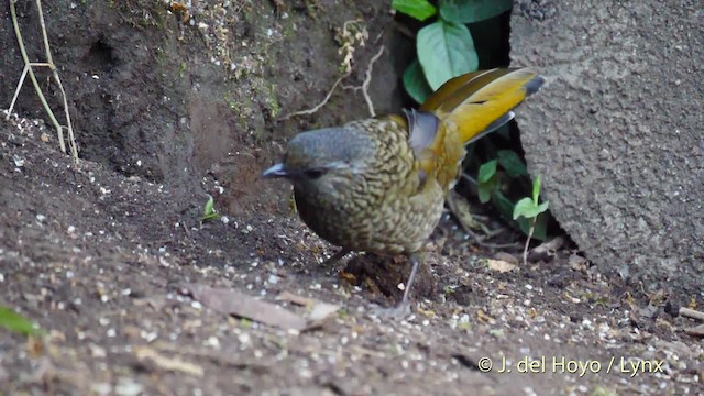 Scaly Laughingthrush - ML201484761