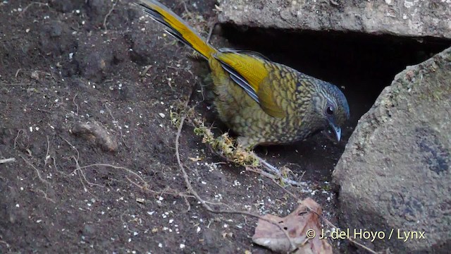 Scaly Laughingthrush - ML201484771