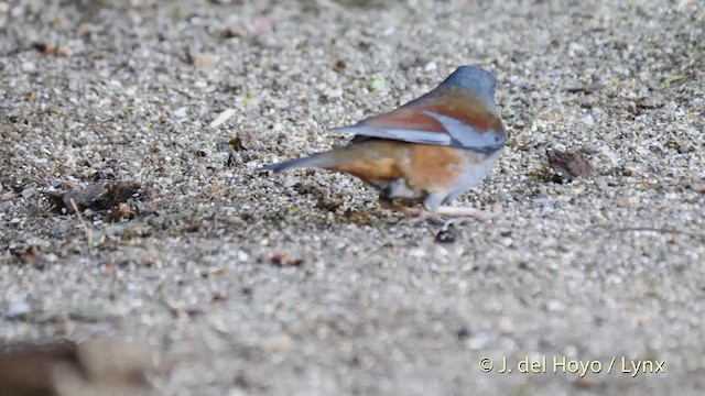 Maroon-backed Accentor - ML201484791