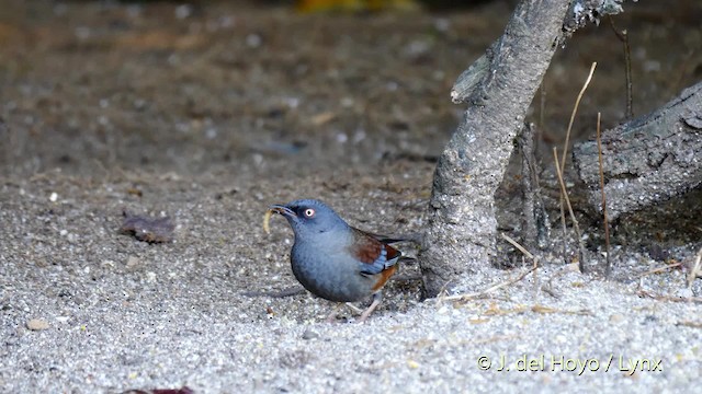 Maroon-backed Accentor - ML201484801