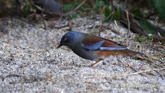 Maroon-backed Accentor - ML201484811