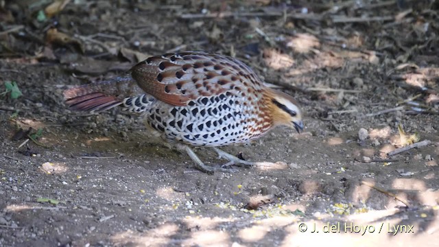 Ukraina qizlar porno