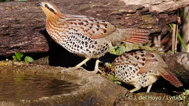 Daria Sagalovaning yalangoch fotoshop