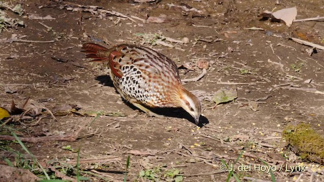 Mukachevoda fohishalarga buyurtma bering