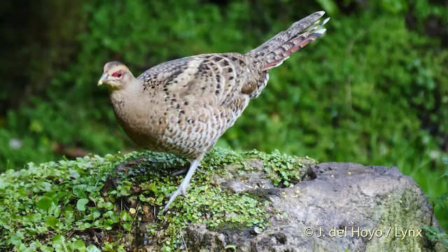 Mrs. Hume's Pheasant - ML201484941