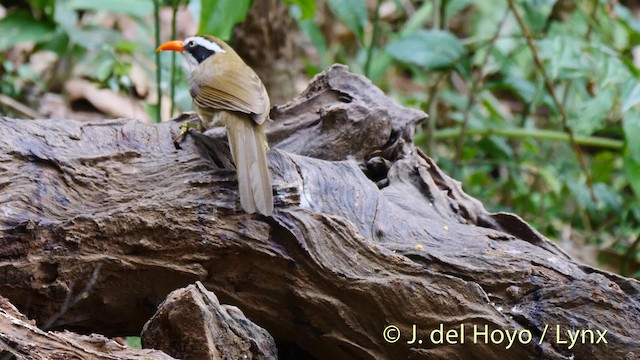 Brown-crowned Scimitar-Babbler (Phayre's) - ML201484981