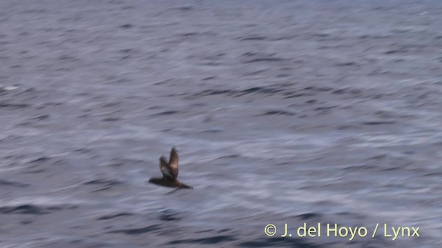 Sooty Shearwater - ML201485011