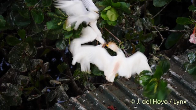 Western Cattle Egret - ML201485111