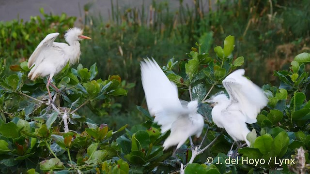 Western Cattle Egret - ML201485121