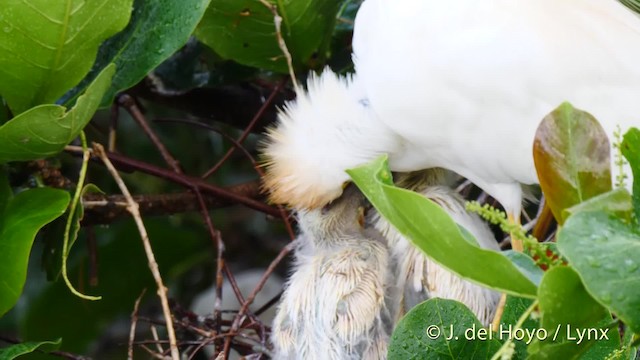 Western Cattle Egret - ML201485141