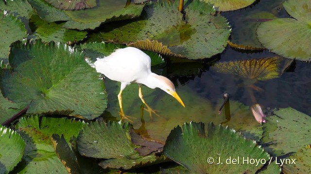 Чапля єгипетська (підвид ibis) - ML201485231