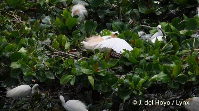 Western Cattle-Egret - ML201485241