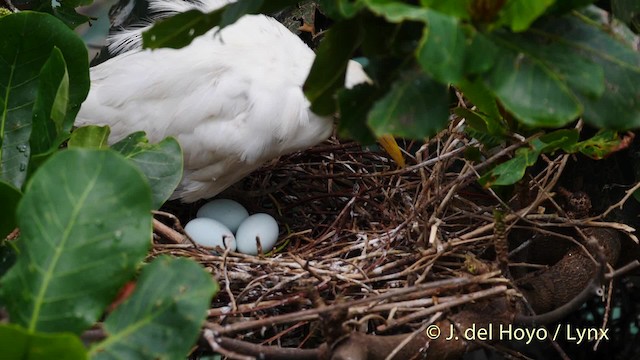 Western Cattle Egret - ML201485251