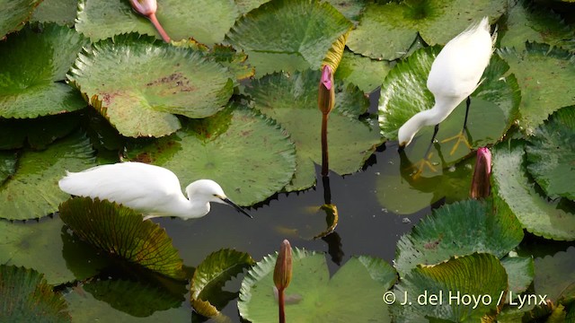 Snowy Egret - ML201485261