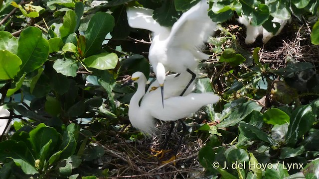 Snowy Egret - ML201485271