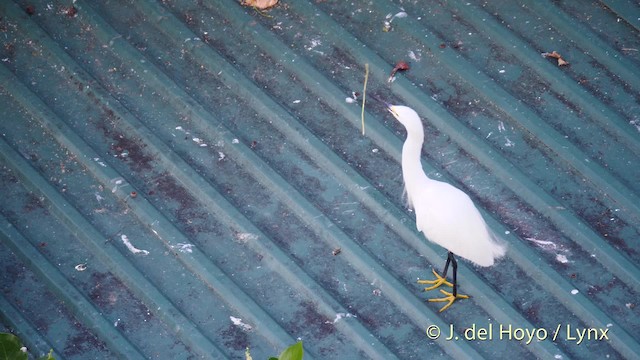 Snowy Egret - ML201485281