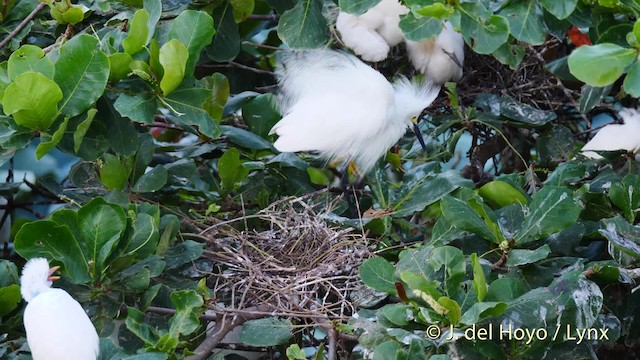 Snowy Egret - ML201485291