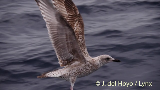 Gaviota Argéntea (europea) - ML201485301