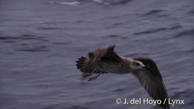 Lesser Black-backed Gull - ML201485361