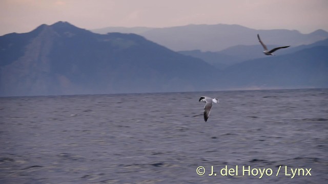 Yellow-legged Gull (michahellis) - ML201485371
